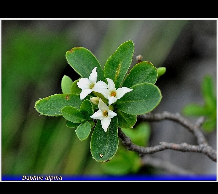 daphne alpina