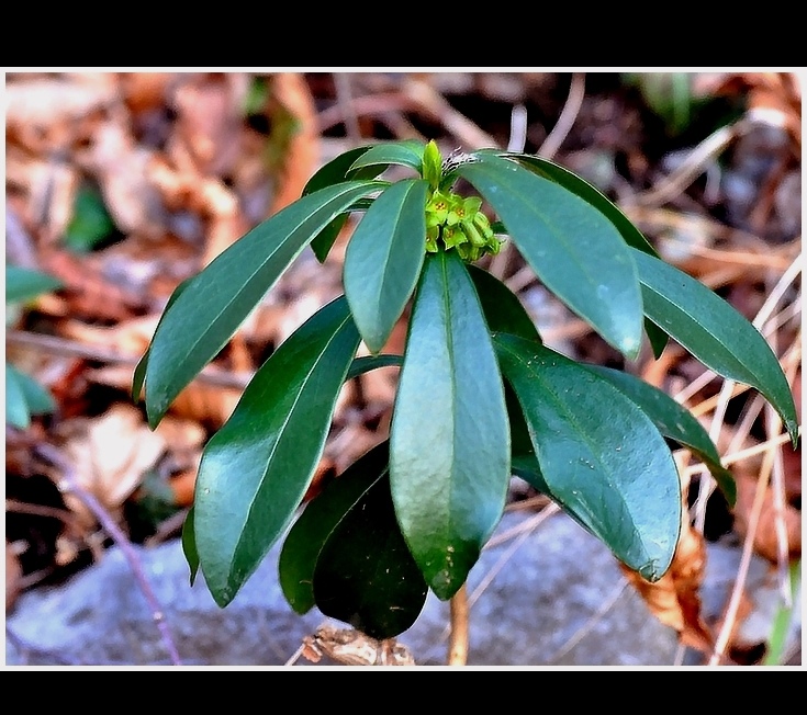 daphne laureola