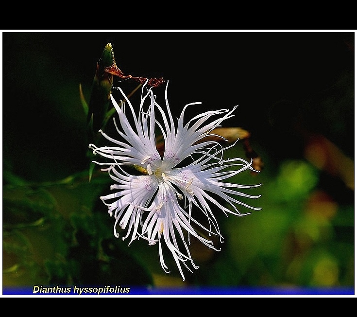 dianthus hyssopifolius
