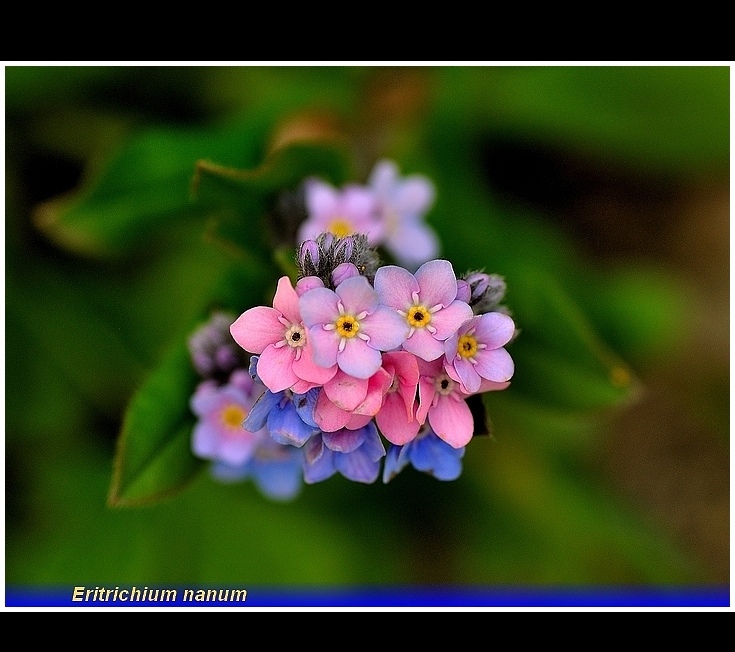 eritrichium nanum