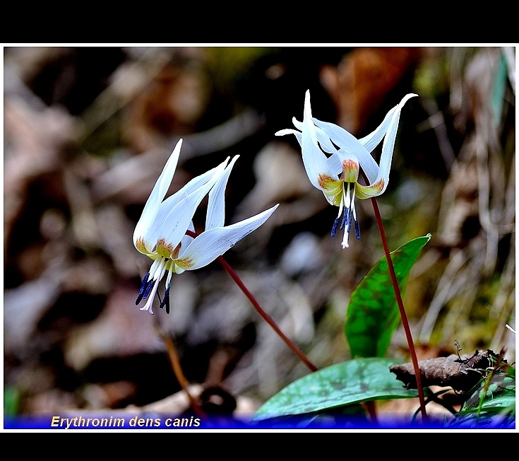 erythronium dens canis