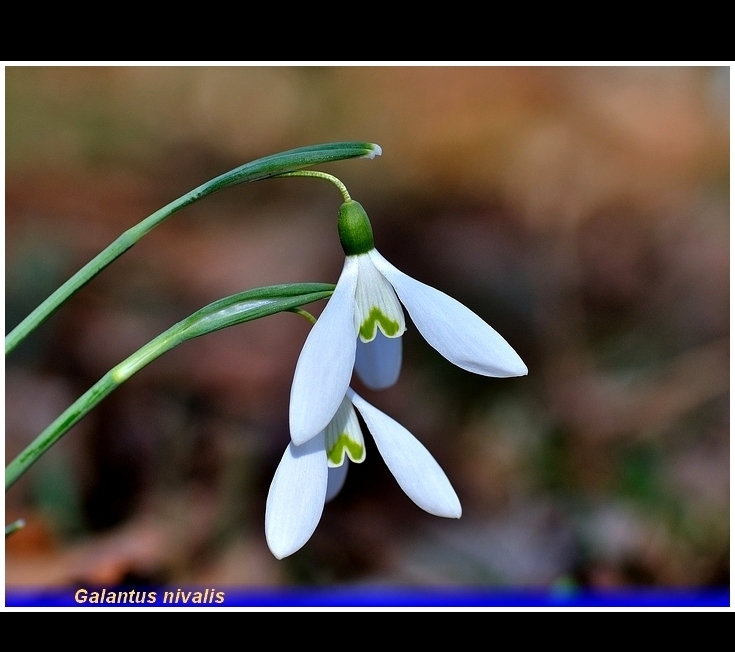 galantus nivalis