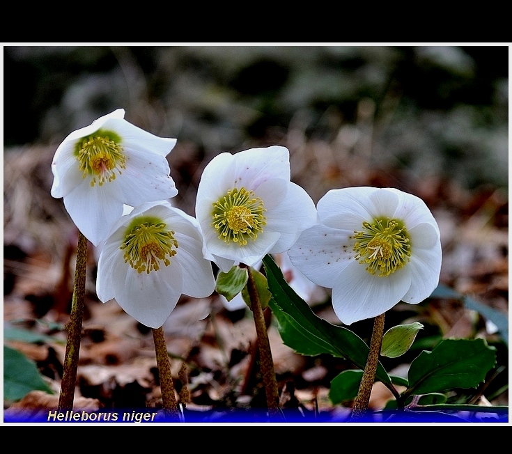helleborus niger