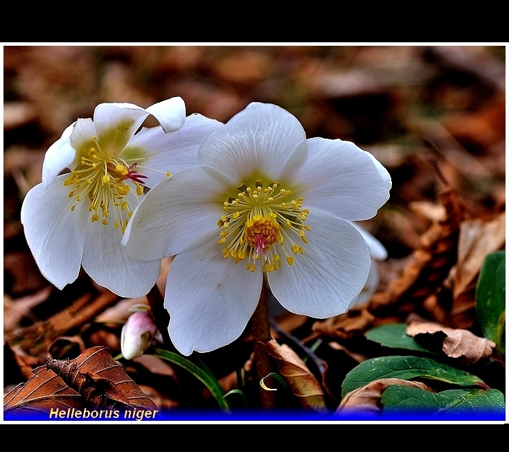 helleborus niger 
