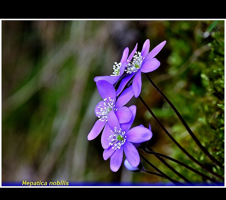 hepatica nobilis