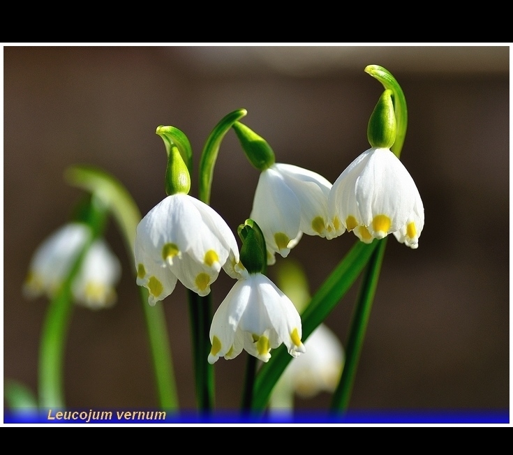 leucojum vernum
