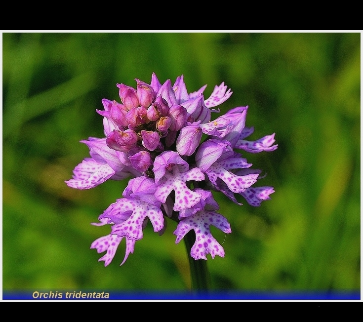 orchis tridentata