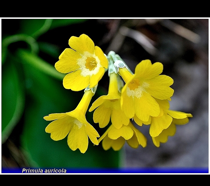 primula auricola