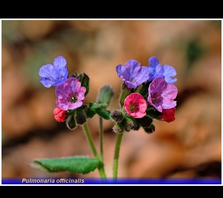 pulmonaria officinalis