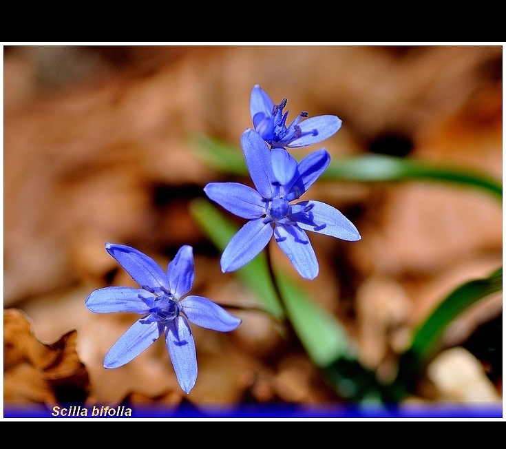 scilla bifolia