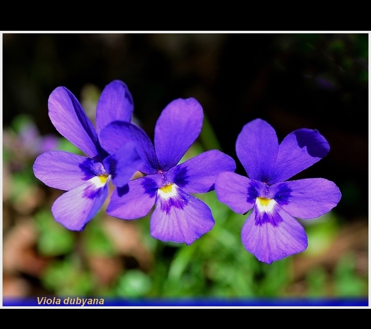 violadudyana