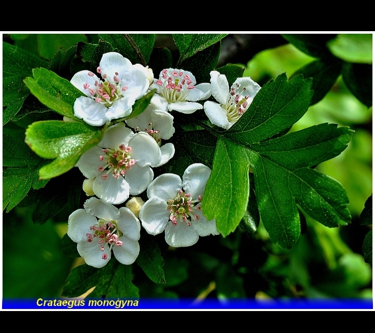 crataegus monogyna