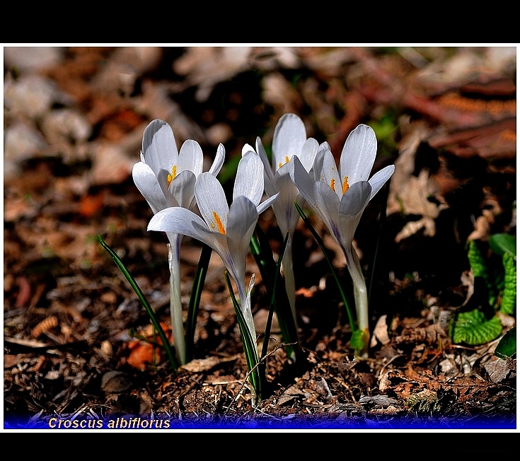 crocus albiflorus