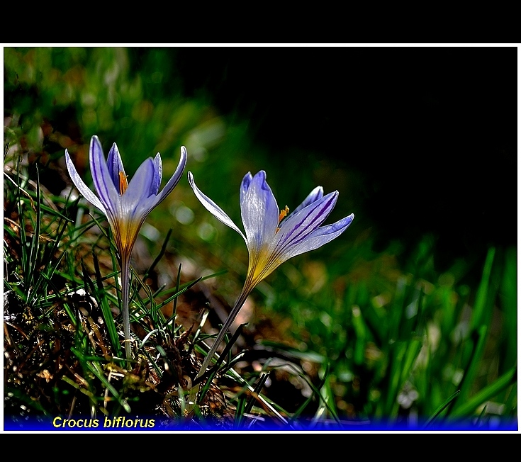 crocus biflorus