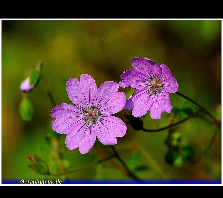 geranium molle