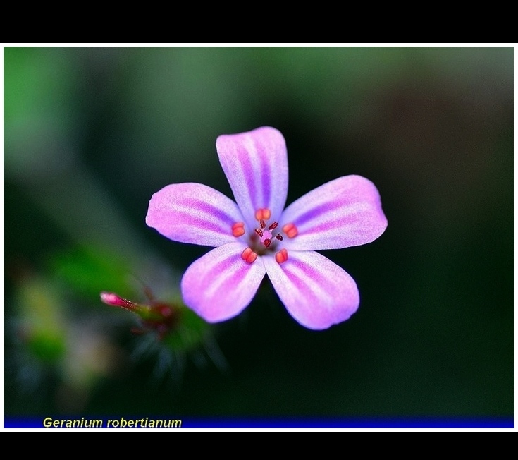 geranium robertianum