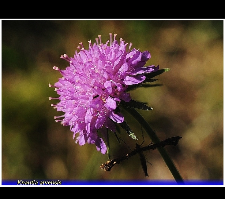 knautia arvensis