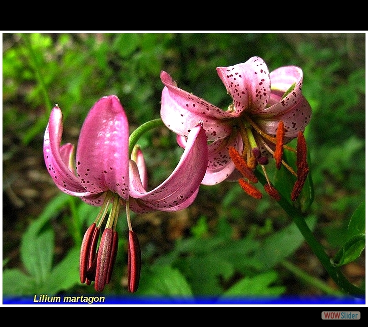 lilium martagon