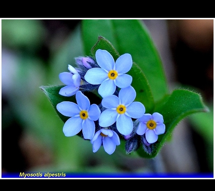 myosotis alpestris