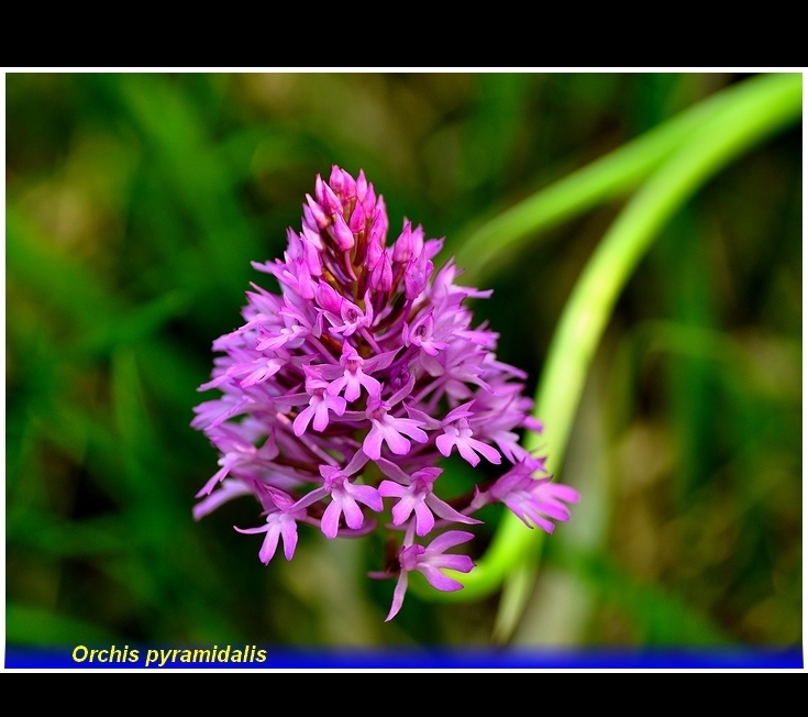 orchis pyramidalis