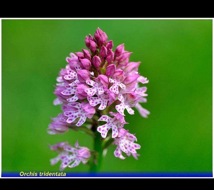 orchis tridentata