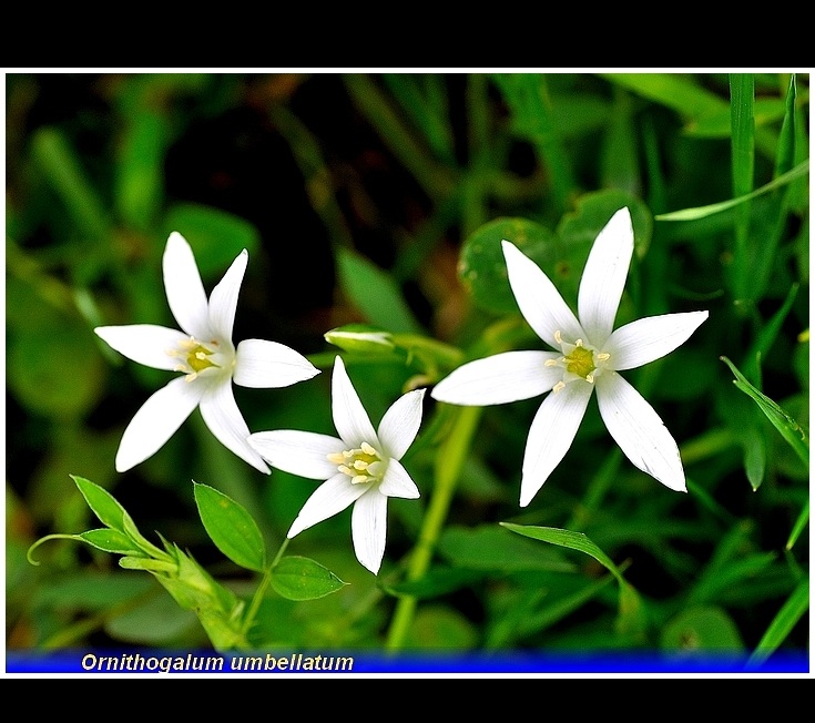 ornithogalum umbellatum