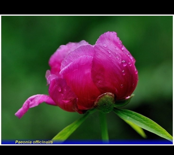 paeonia officinalis