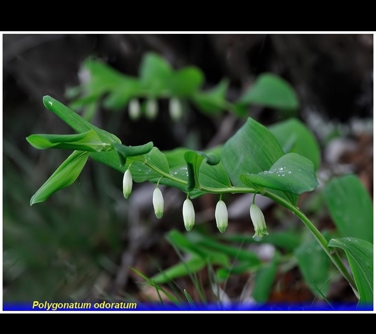 polygonatum odoratum