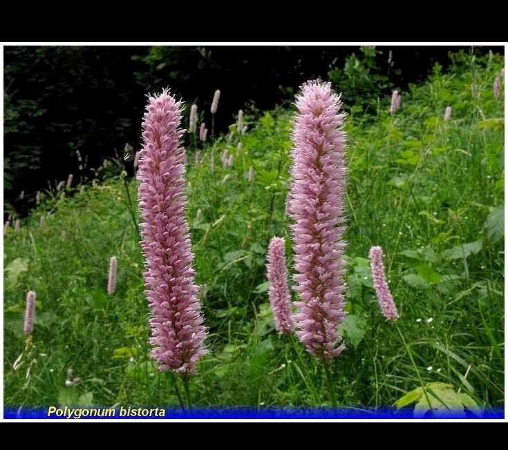 polygonum bistorta