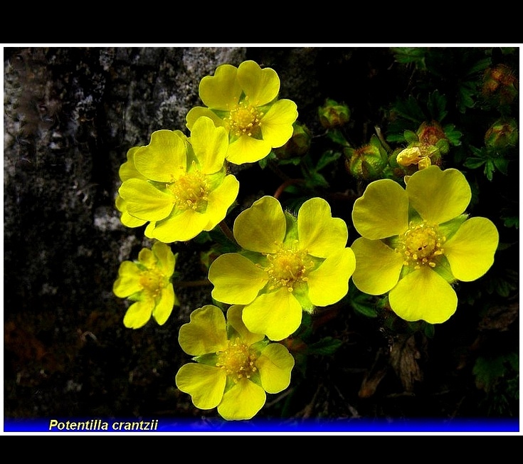 potentilla crantzii