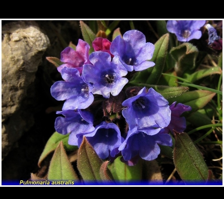 pulmonaria australis