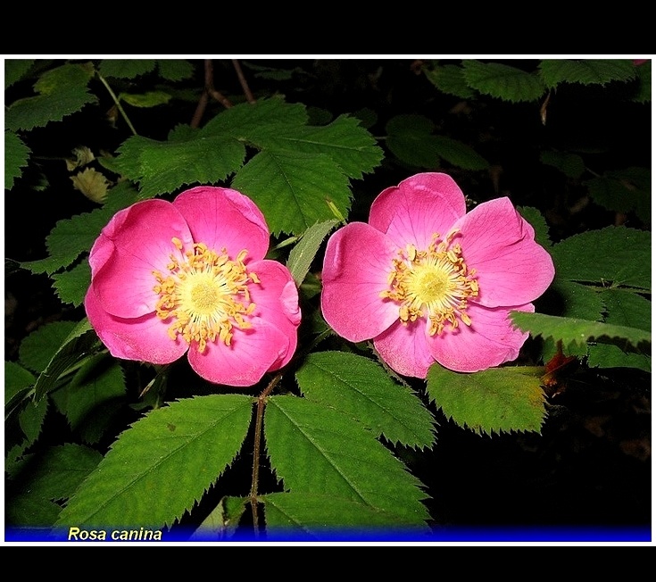 rosa canina