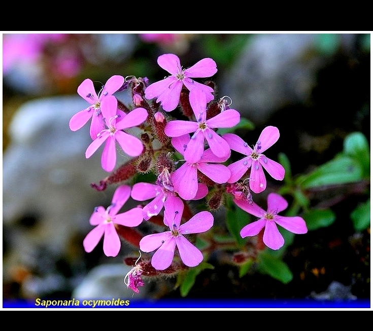 saponaria ocymoides