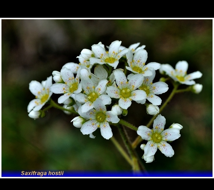 saxifraga hostii