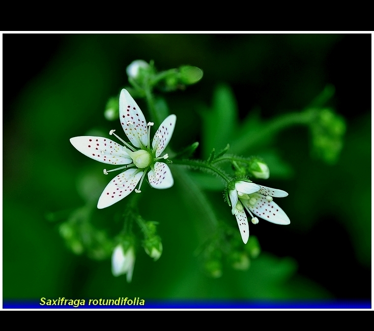 saxifraga rotundifolia