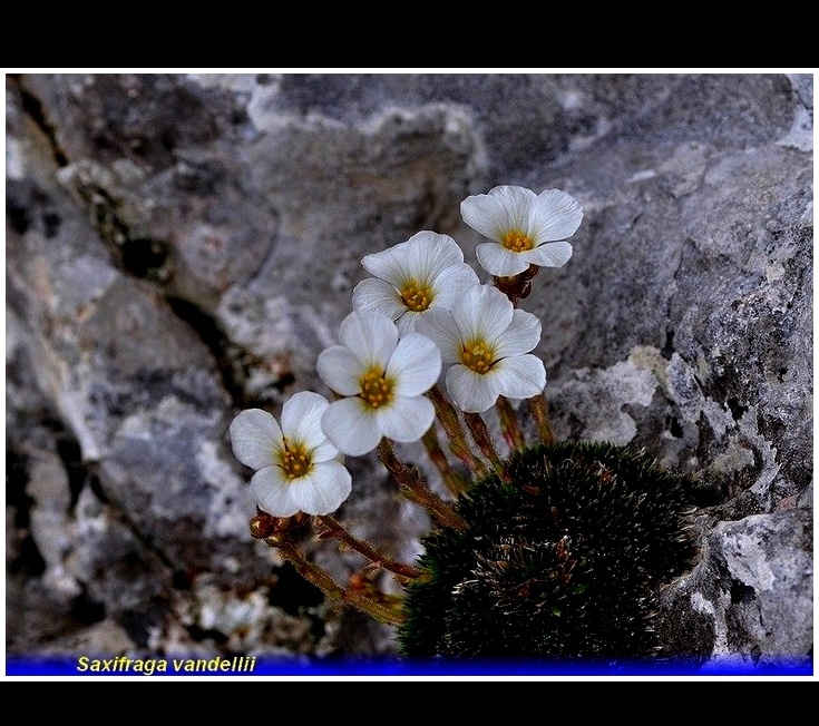 saxifraga vandellii