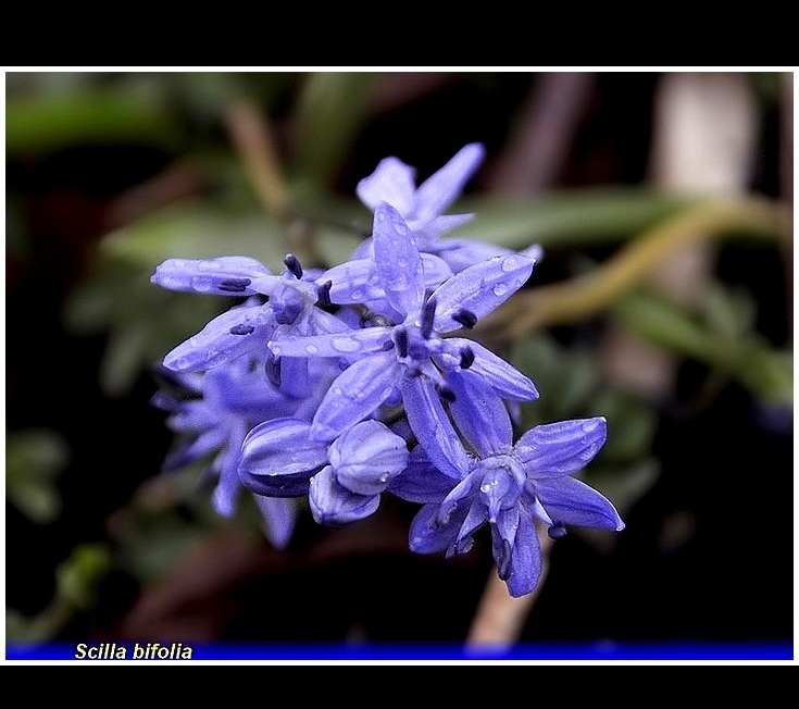 scilla bifolia