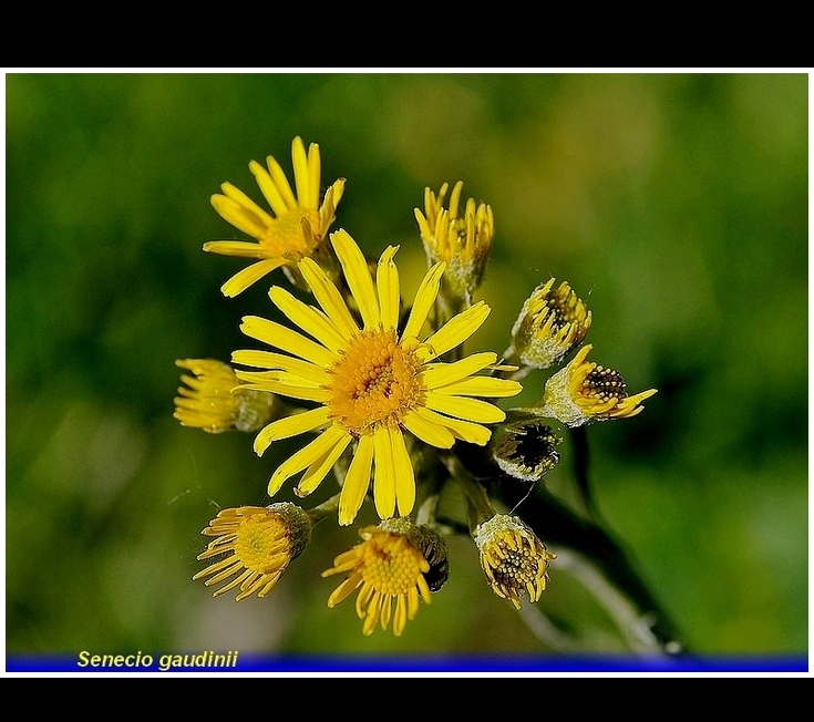 senecio gaudini