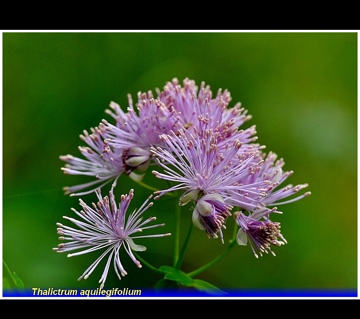 thalictrum aquilegifilium