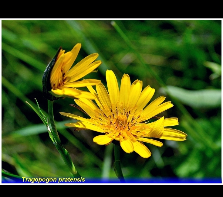 tragopogon pratensis