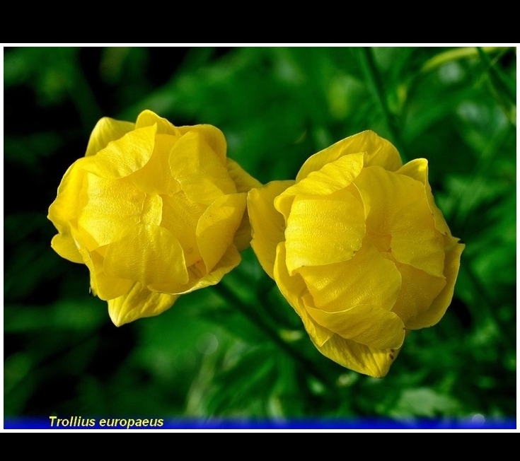 trollius europaeus