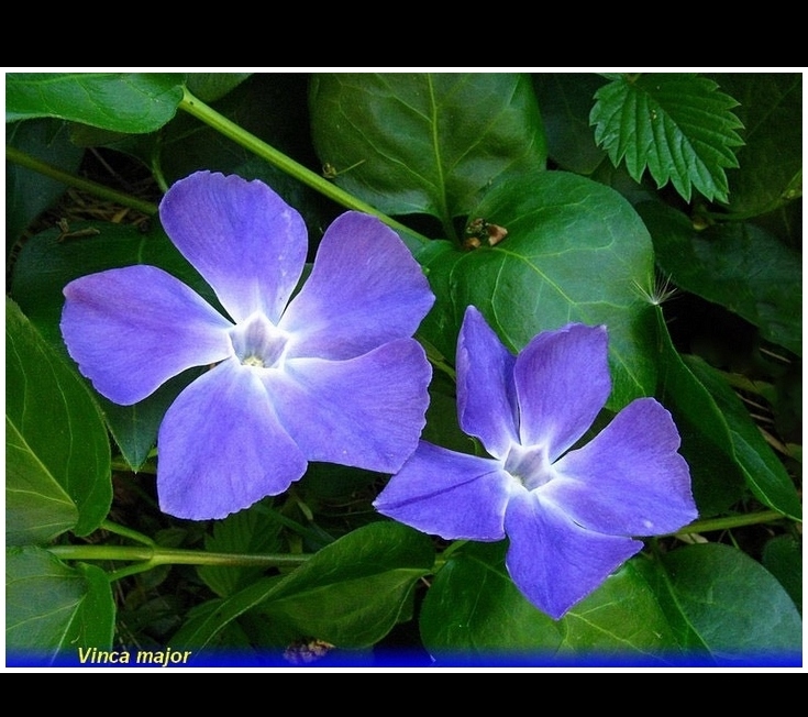 vinca major