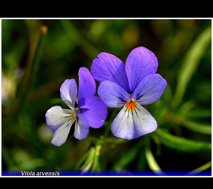 viola arvensis