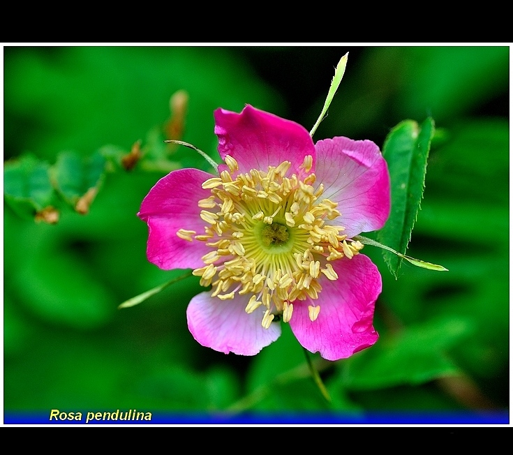 rosa -  pendulina