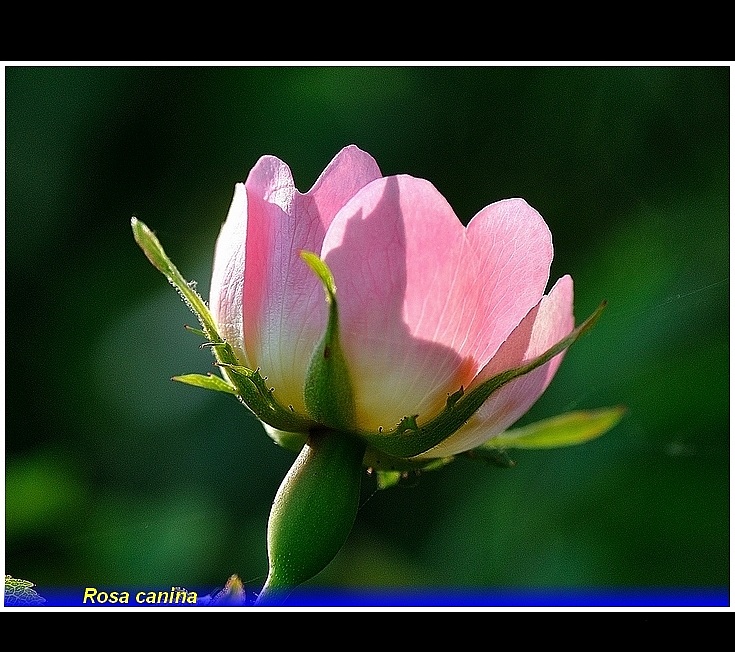 rosa  canina