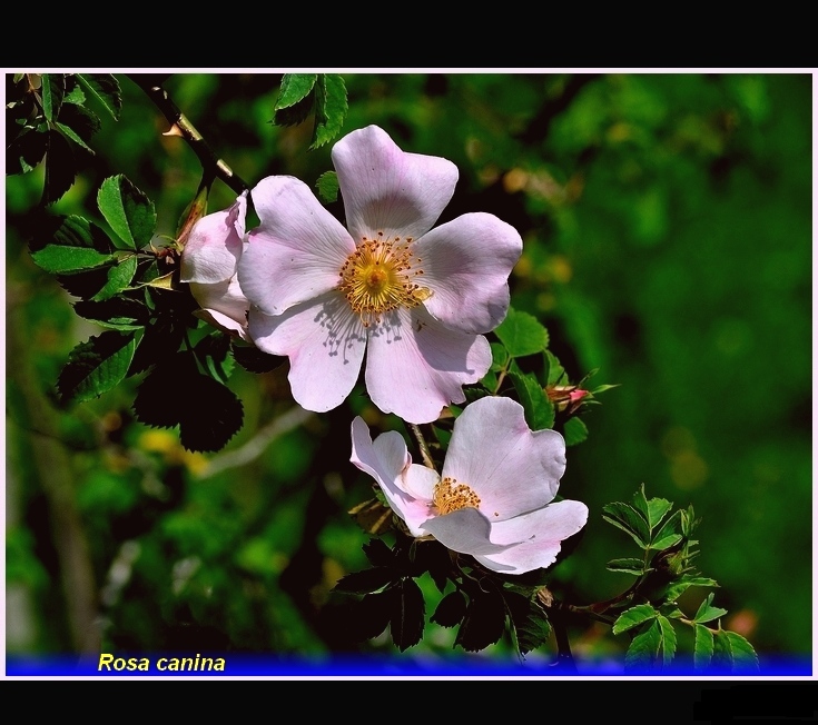 rosa  canina .,