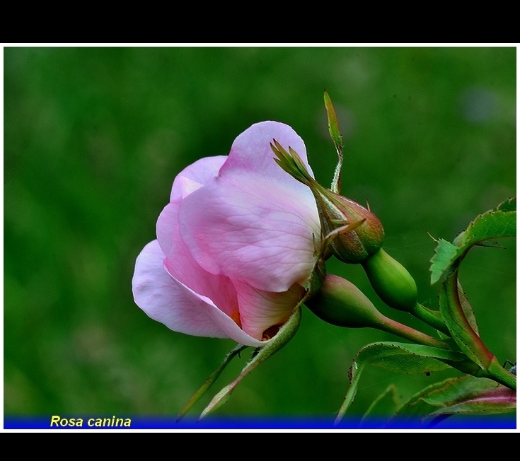 rosa  canina .