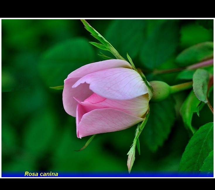 rosa  canina  .,