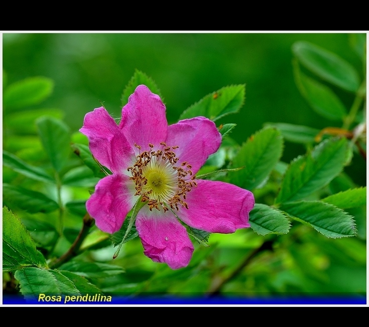 rosa  pendulina