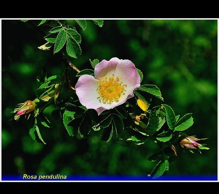 rosa  pendulina  .,